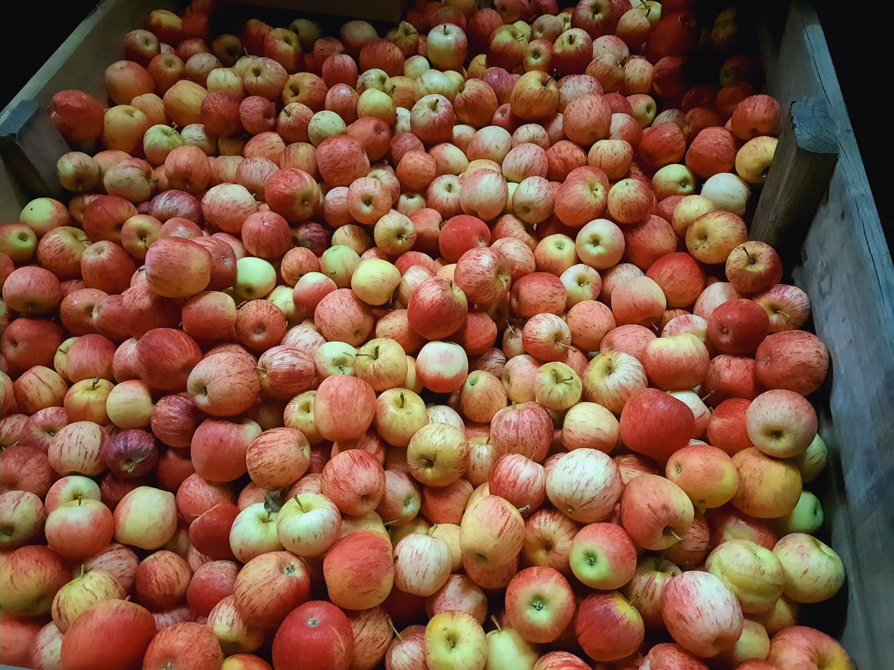 Single layer of graded apples laid out for inspection