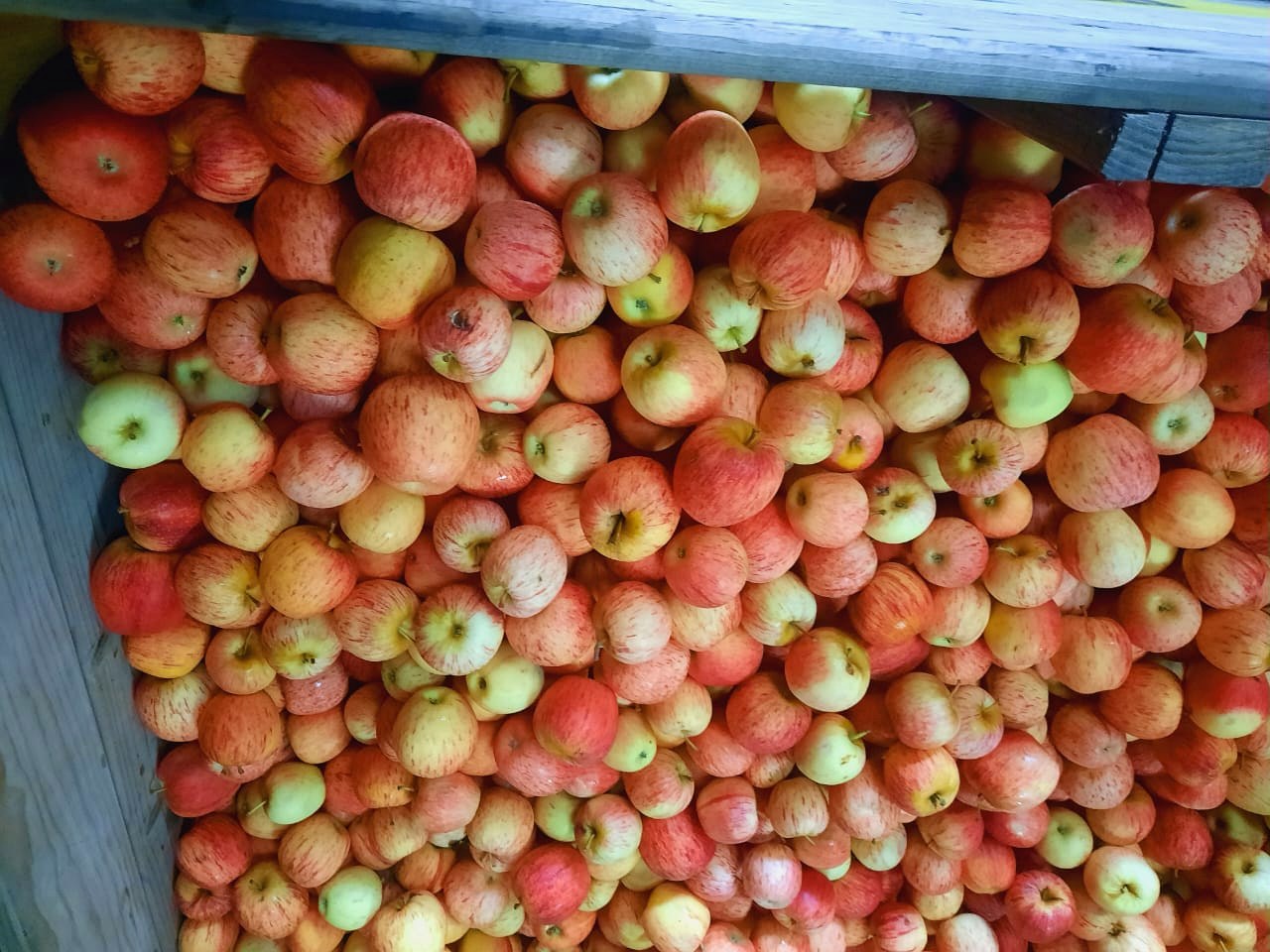 Overhead view of mixed-colour graded apples in a bin